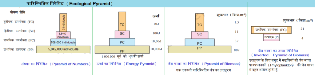 पारिस्थितिक पिरैमिड Ecological Pyramid