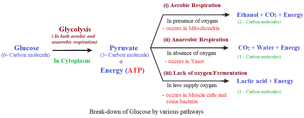2. What are the different ways in which glucose is oxidised to provide energy in various organisms?
