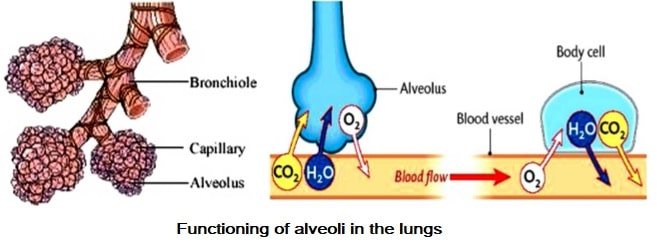 functioning of alveoli in the lungs