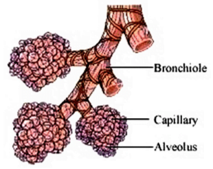 How are the alveoli designed to maximise the exchange of gases?